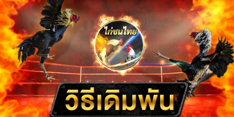 แทงไก่ชนสดออนไลน์